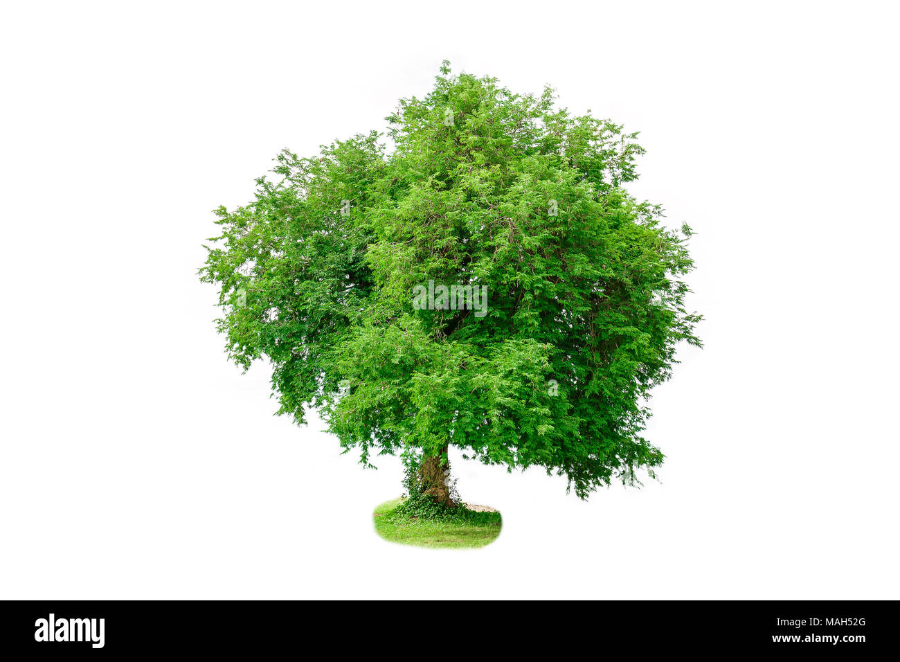 Tamarind tree isolated on white background Stock Photo