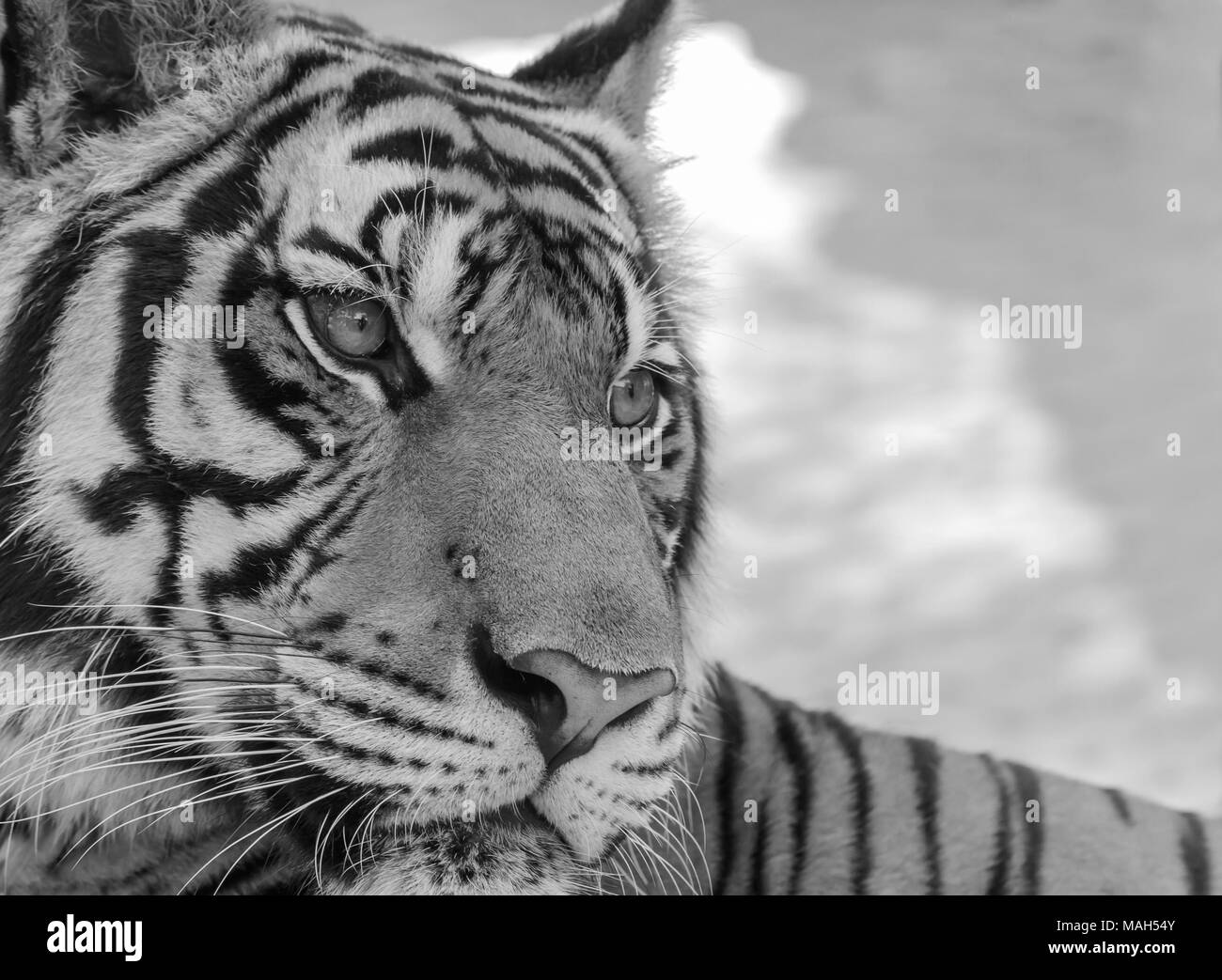 close up tiger in zoo , black and white tone Stock Photo - Alamy