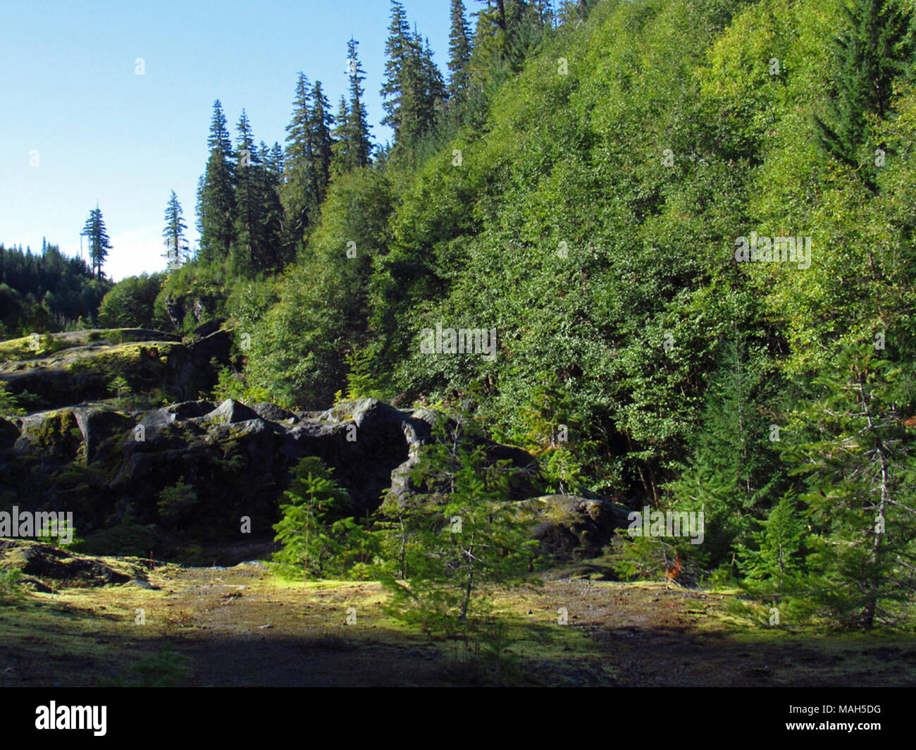 Lava Canyon Trail in WA Stock Photo - Alamy