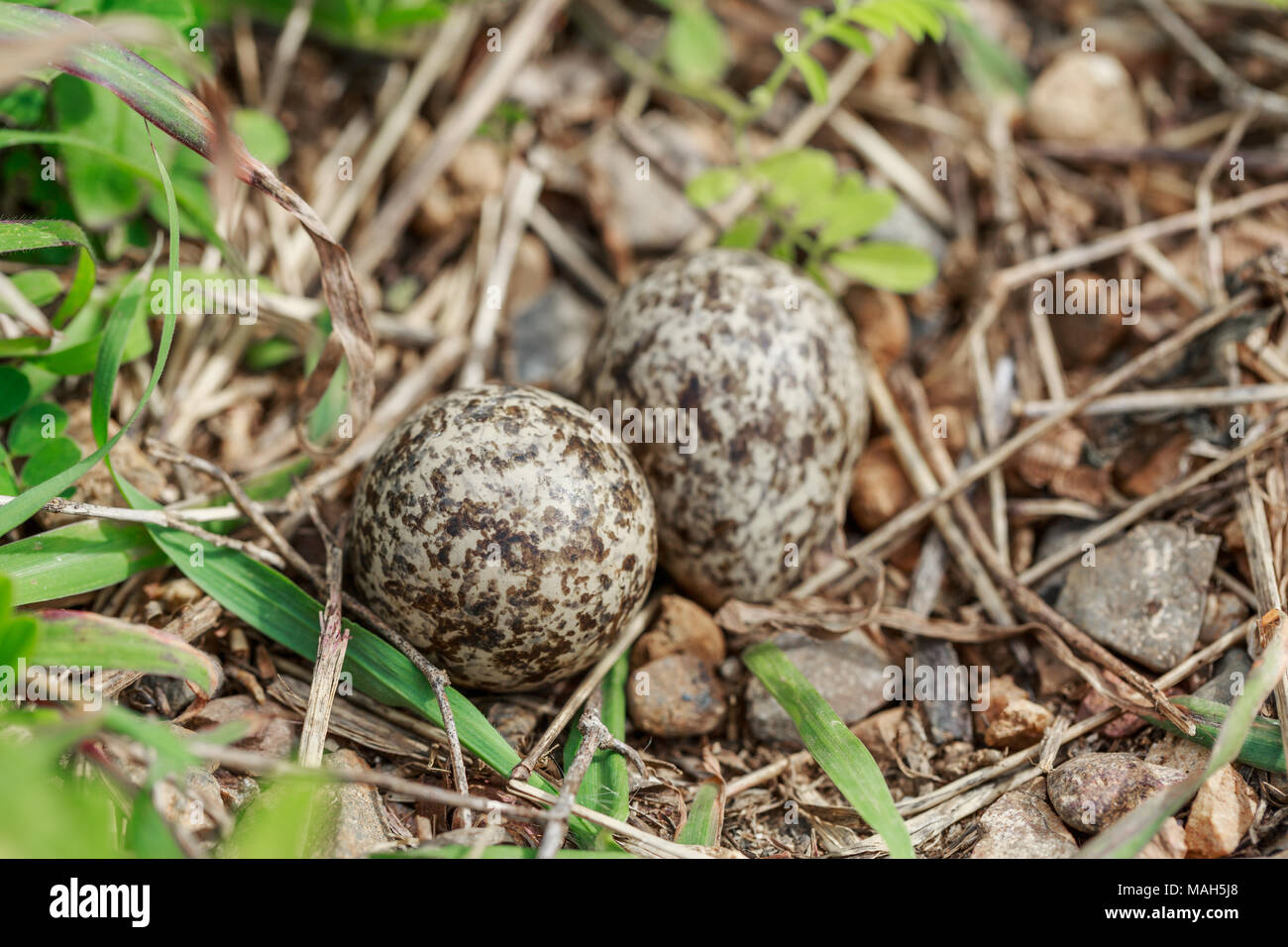 Eggs of Redwattled Lapwing bird on ground in forest, Bird's nest on a