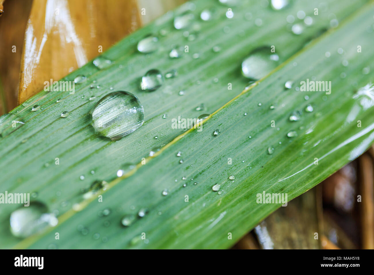 Water droplets on the bamboo leaves after the rain Stock Photo