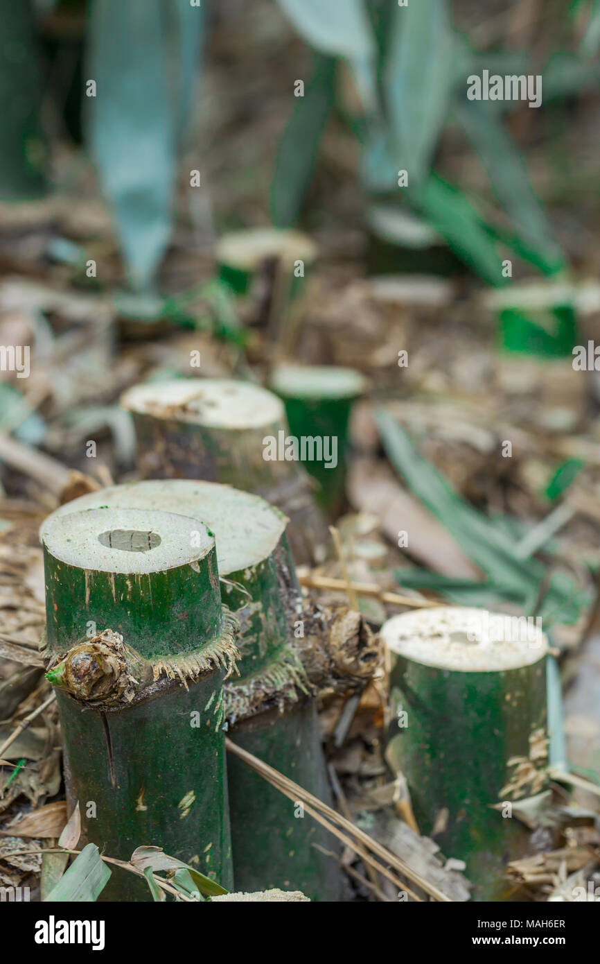 Bamboo forests in the tropics being destroyed by humans Stock Photo - Alamy