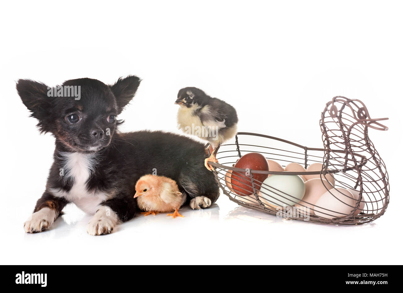 puppy chihuahua and chick in front of white background Stock Photo