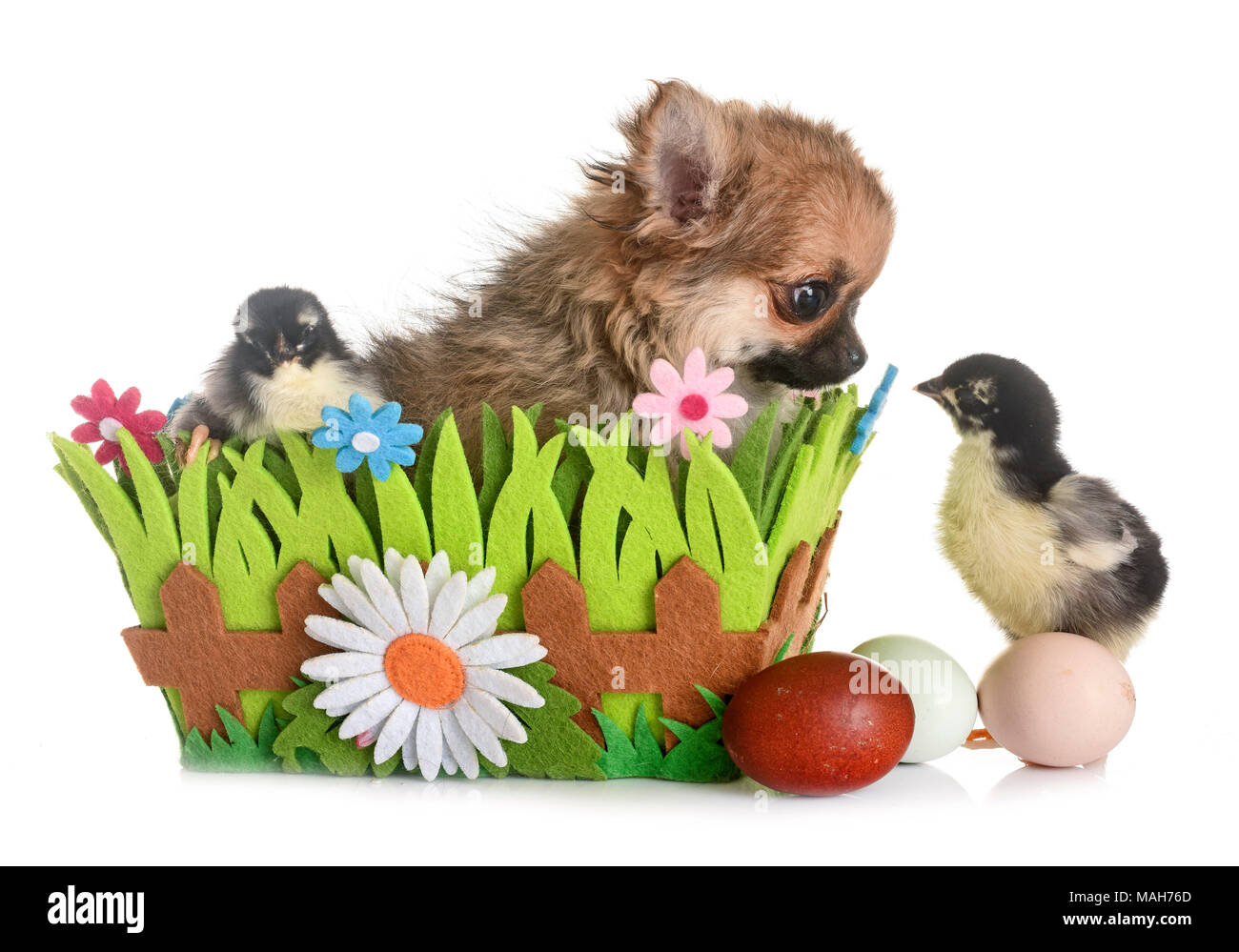 puppy chihuahua and chicks in front of white background Stock Photo