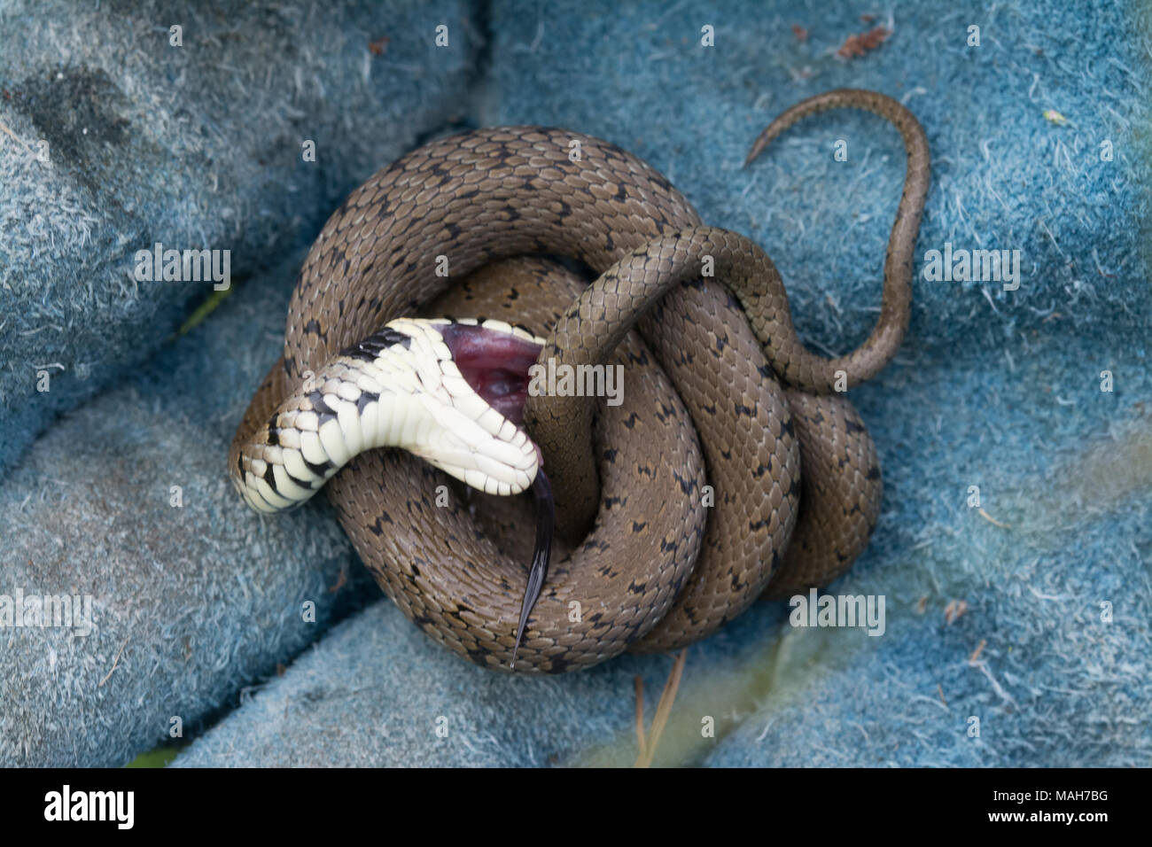 Grass snake juvenile playing dead, Alvao, Portugal - Stock Image -  C041/6117 - Science Photo Library