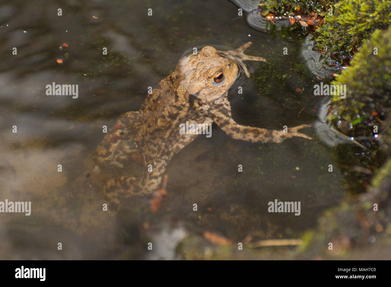 Common toad (Bufo bufo) in a breeding pond during spring in Surrey, UK Stock Photo
