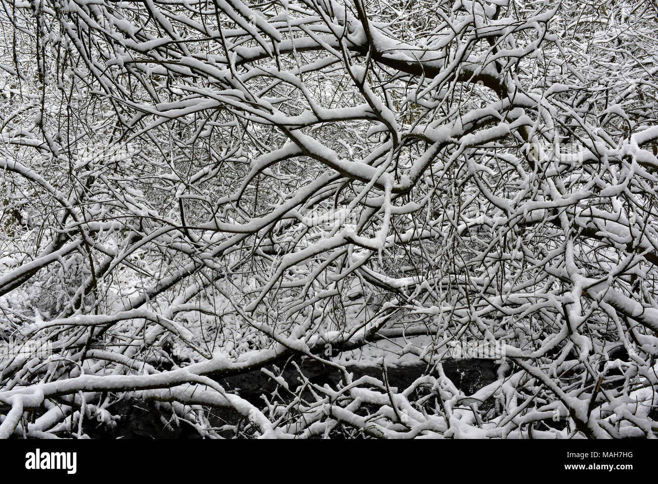 Tangled branches in pond hi-res stock photography and images - Alamy