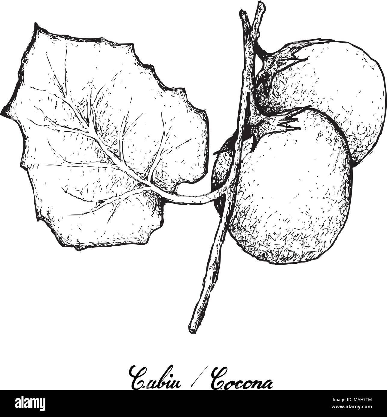 Exotic Fruit, Illustration Hand Drawn Sketch of Cubiu Cocona, Solanum Sessiliflorum Fruit Isolated on White Background. Stock Vector