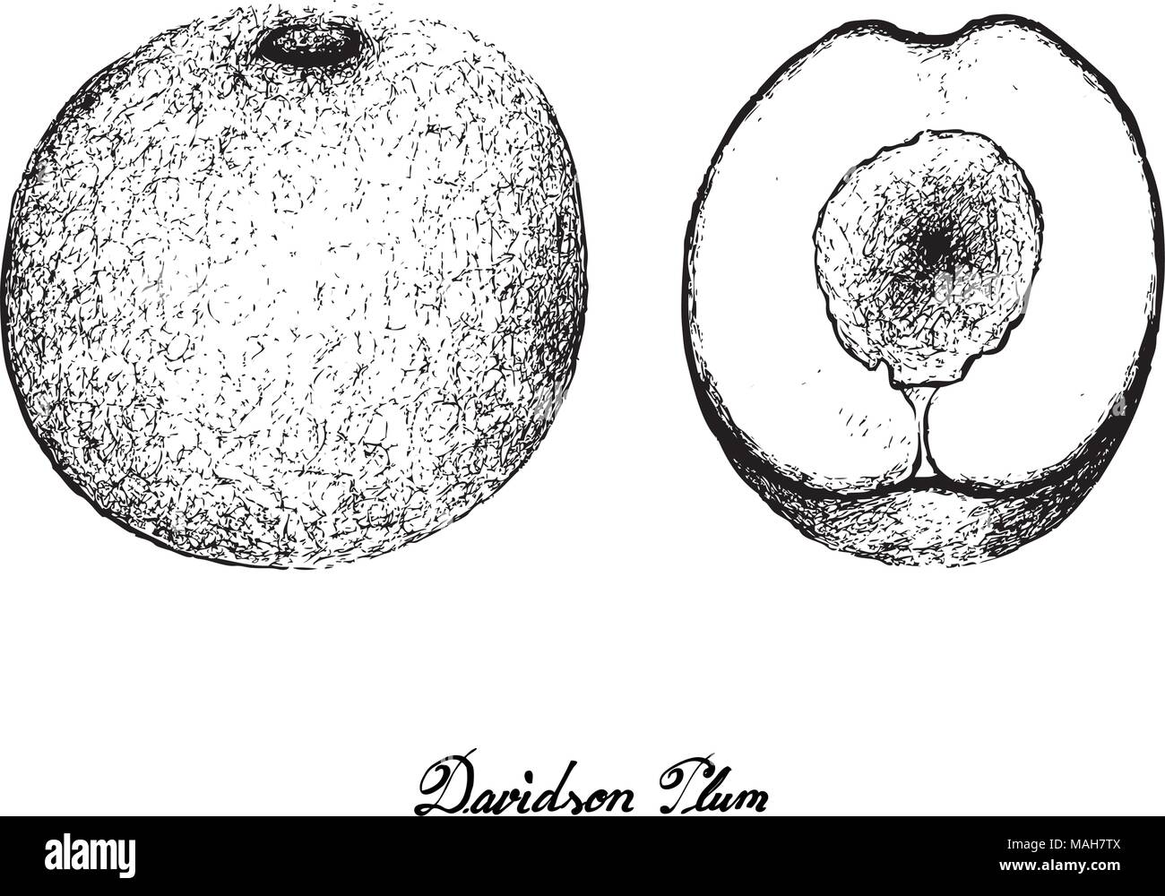 Exotic Fruits, Illustration of Hand Drawn Sketch Davidson Plums or Davidsonia Fruits Isolated on White Background. Stock Vector