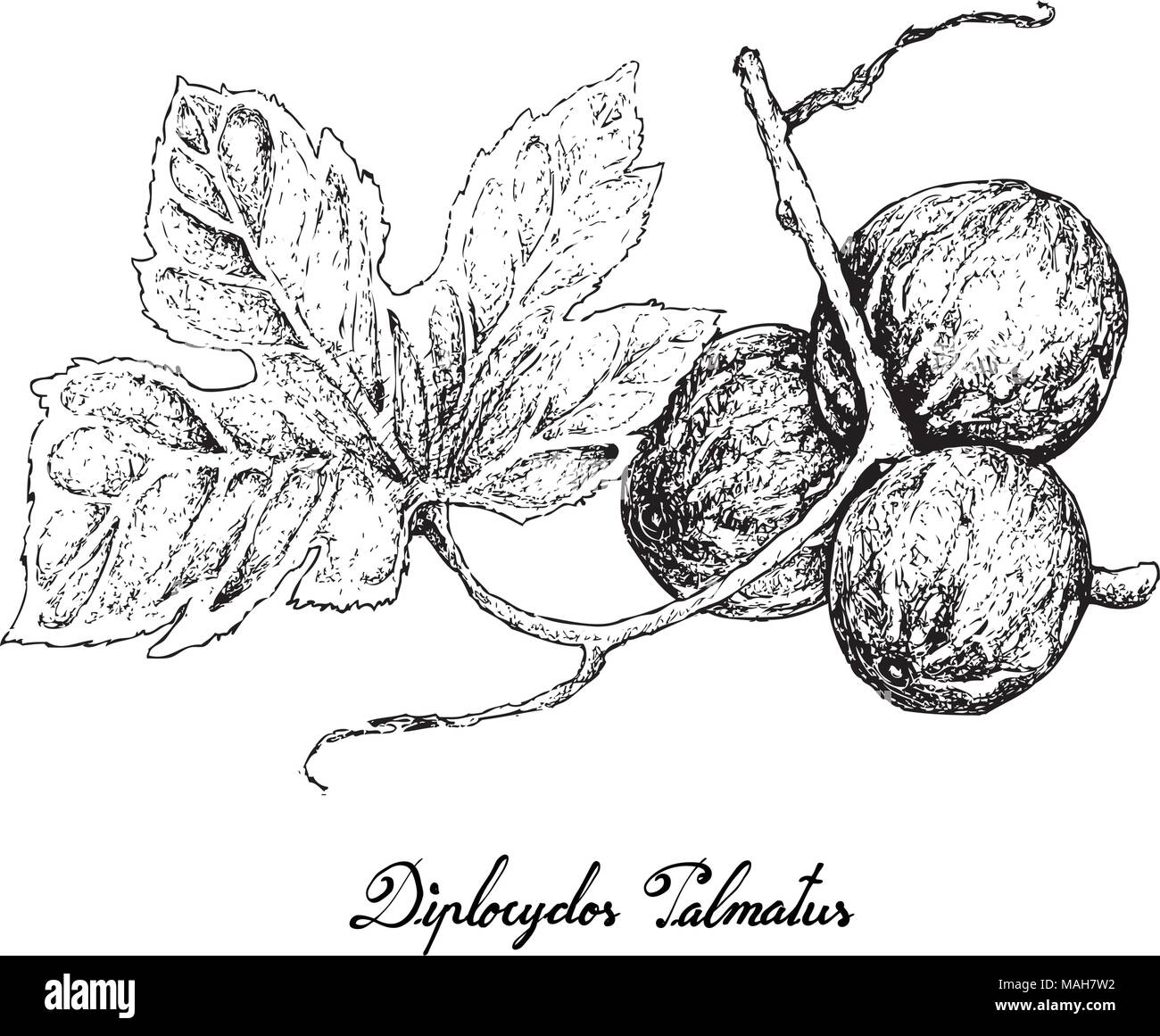 Vegetable and Fruit, Illustration Hand Drawn Sketch of Native Bryony, Striped Cucumber or Diplocyclos Palmatus Fruits Isolated on White Background. Stock Vector