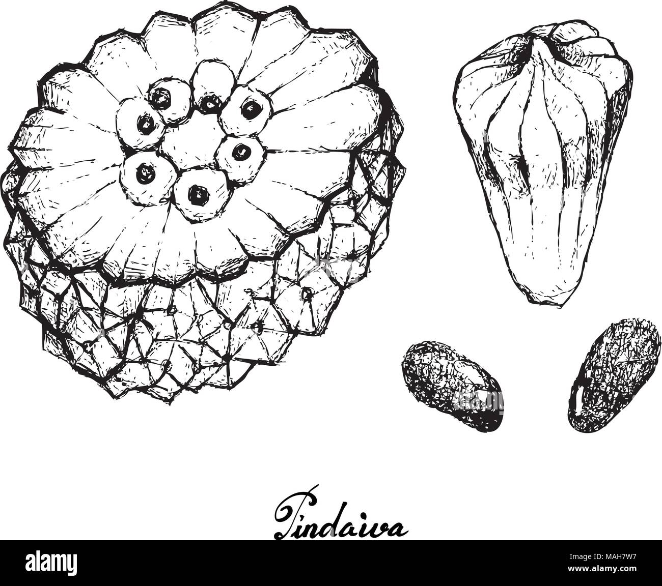 Exotic Fruit, Illustration Hand Drawn Sketch of Pindaiva, Pindaiba, Pindauva or Perovana Fruits Isolated on White Background. Stock Vector