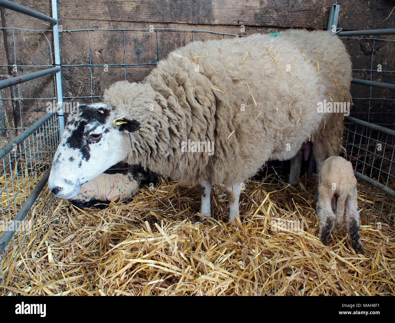 Lambing time on a Norfolk farm, Easter 2017. Ewes with new born lambs