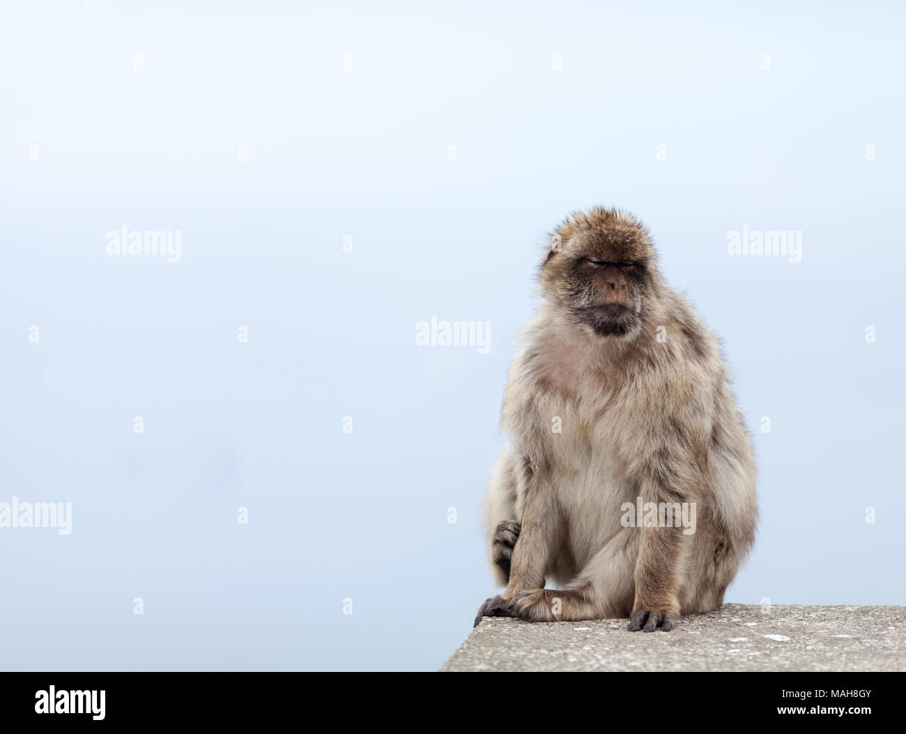 Monkey in Gibraltar Stock Photo
