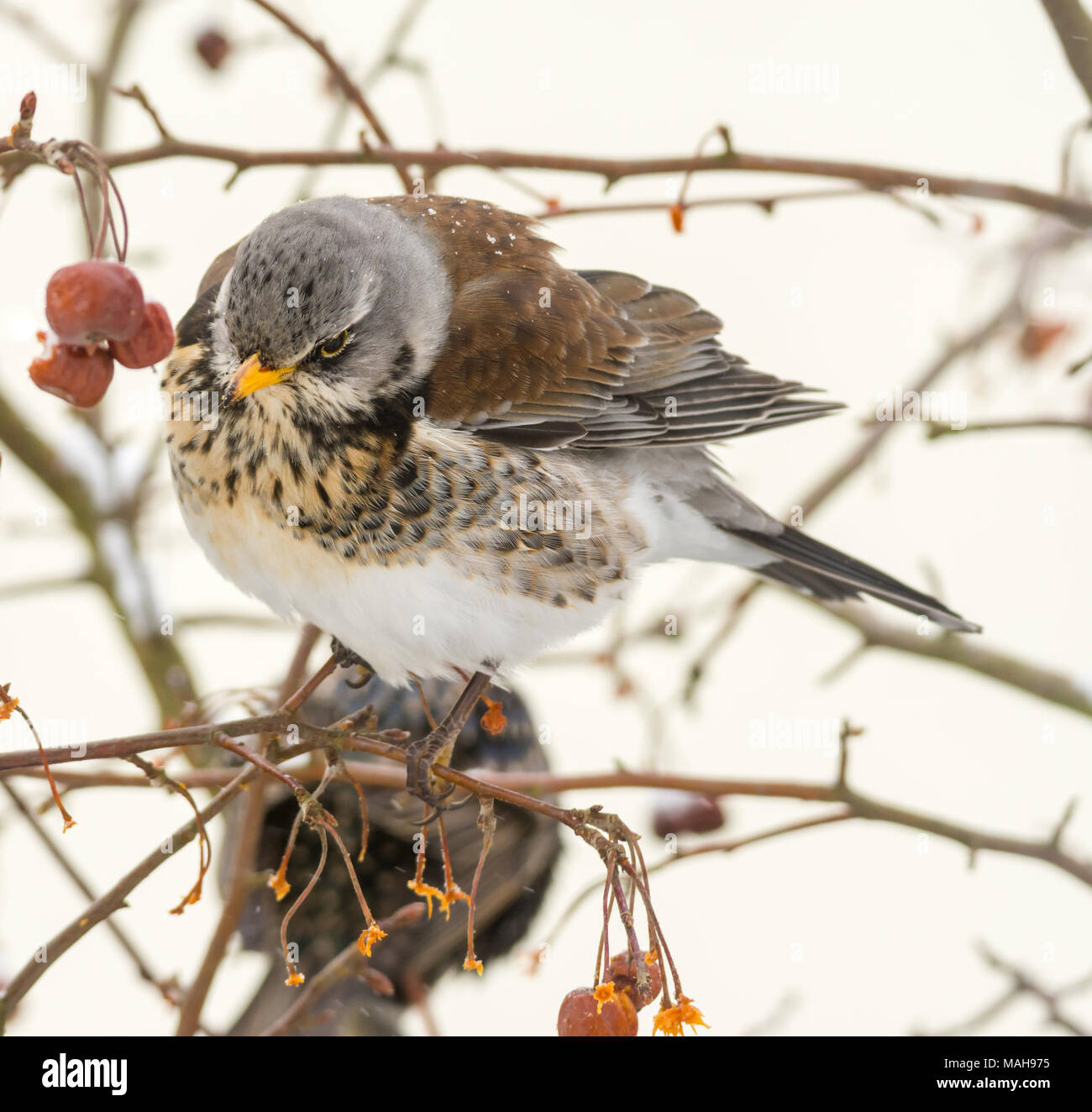 Closeup of a fieldfare bird sitting on a tree Stock Photo