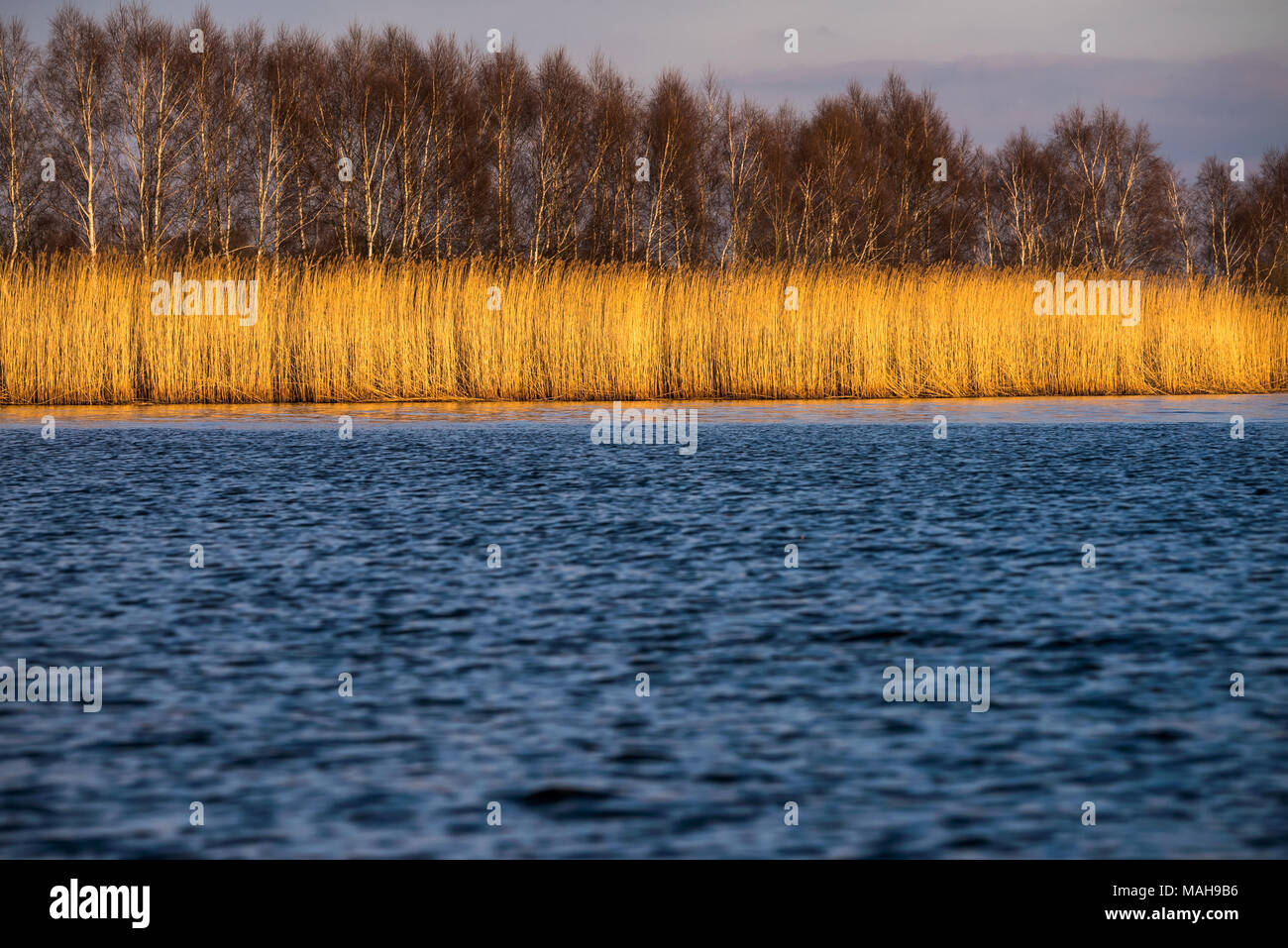 scenery in the oder delta , poland Stock Photo - Alamy