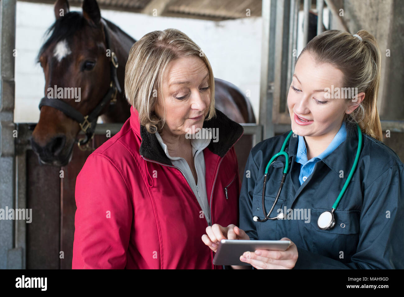Veterinary examination horse hi-res stock photography and images - Alamy