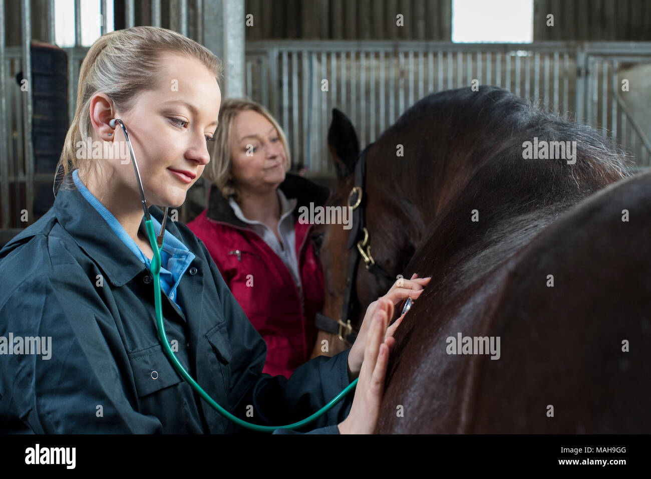 Female Vet Giving Medical Exam To Horse In Stable Stock Photo