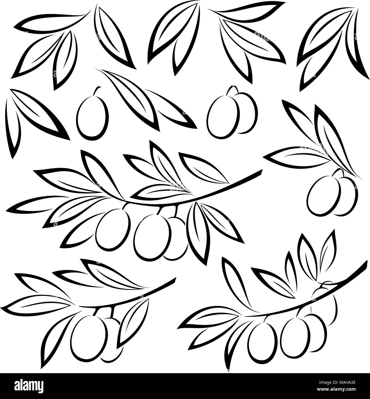 Olive branch berries Black and White Stock Photos & Images - Alamy
