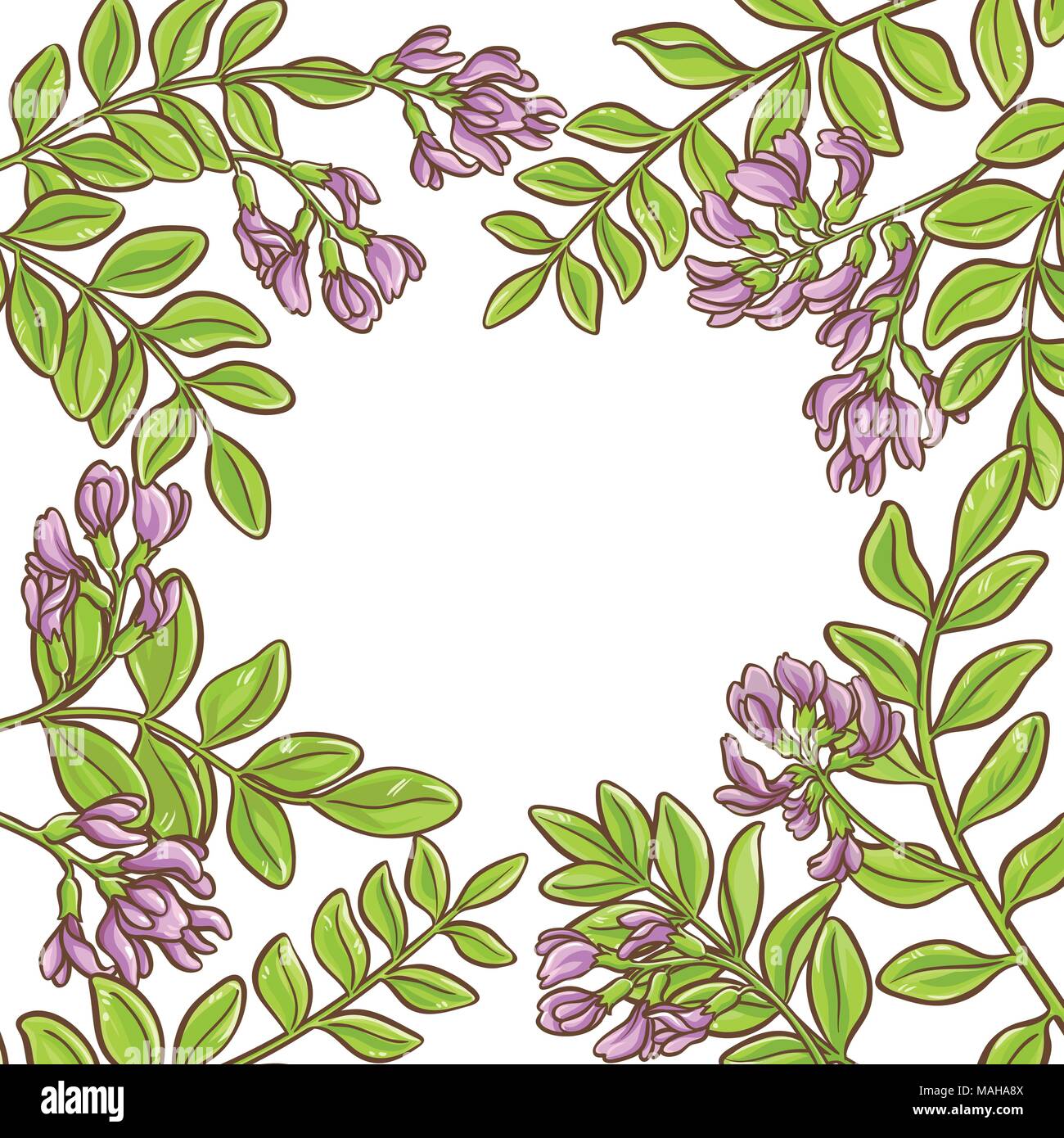astragalus plant vector frame on white