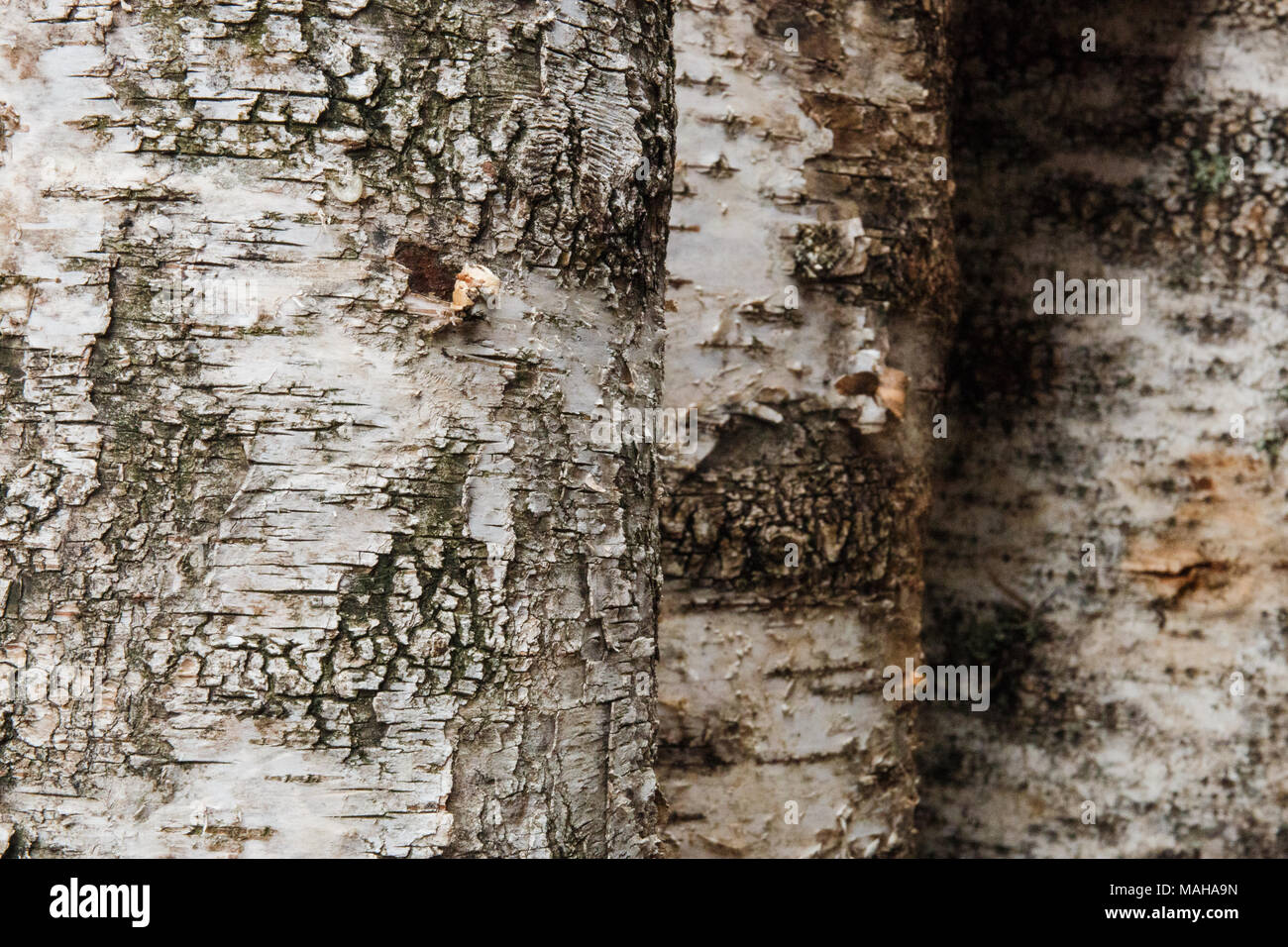 background of birch logs wood texture Stock Photo - Alamy