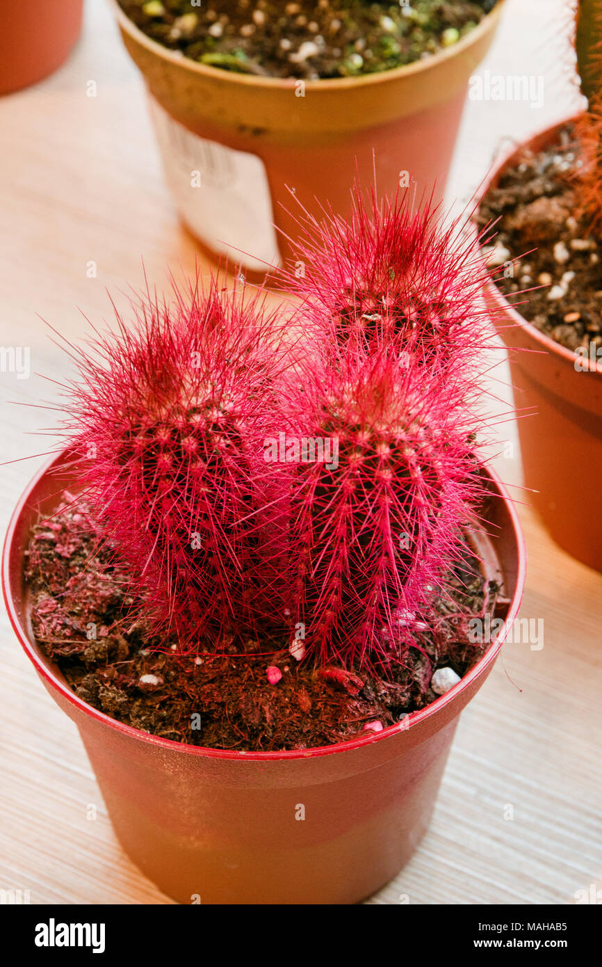 torch cactus Silver Torch Cactus main image 0