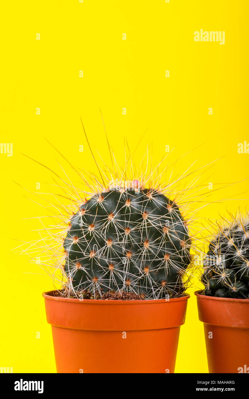 Tiny Cactus in the Pot on Bright Background. Conceptual image, Creative  Minimalism, trendy neon colors, art gallery design Stock Photo - Alamy