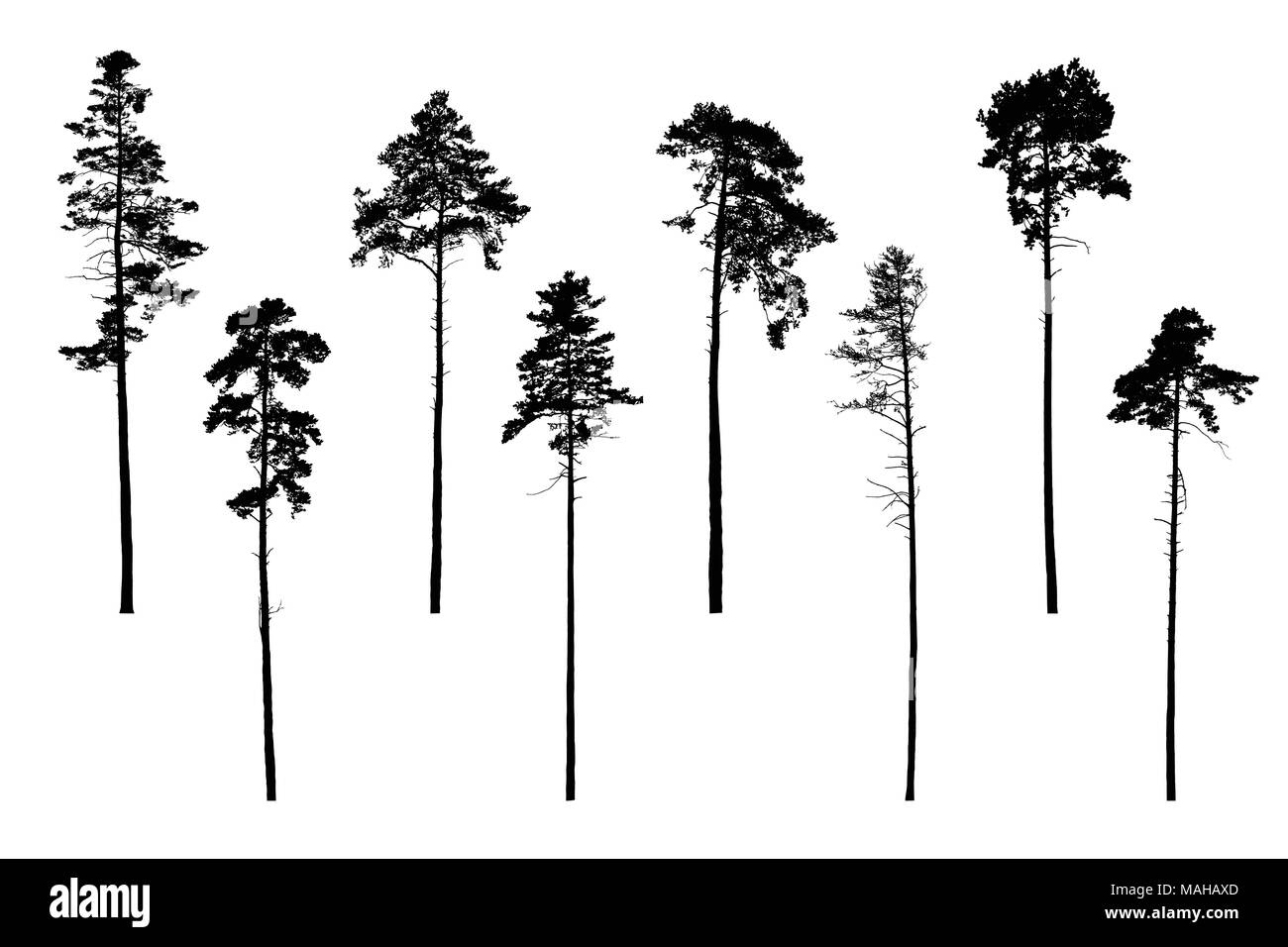 Set of realistic vector silhouettes of coniferous trees - isolated on white background Stock Vector
