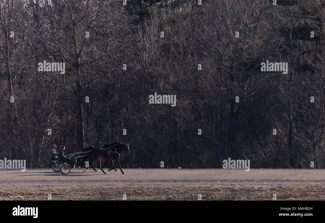 Standard bred horses training at a facility in southwestern Ontario, Canada. Stock Photo