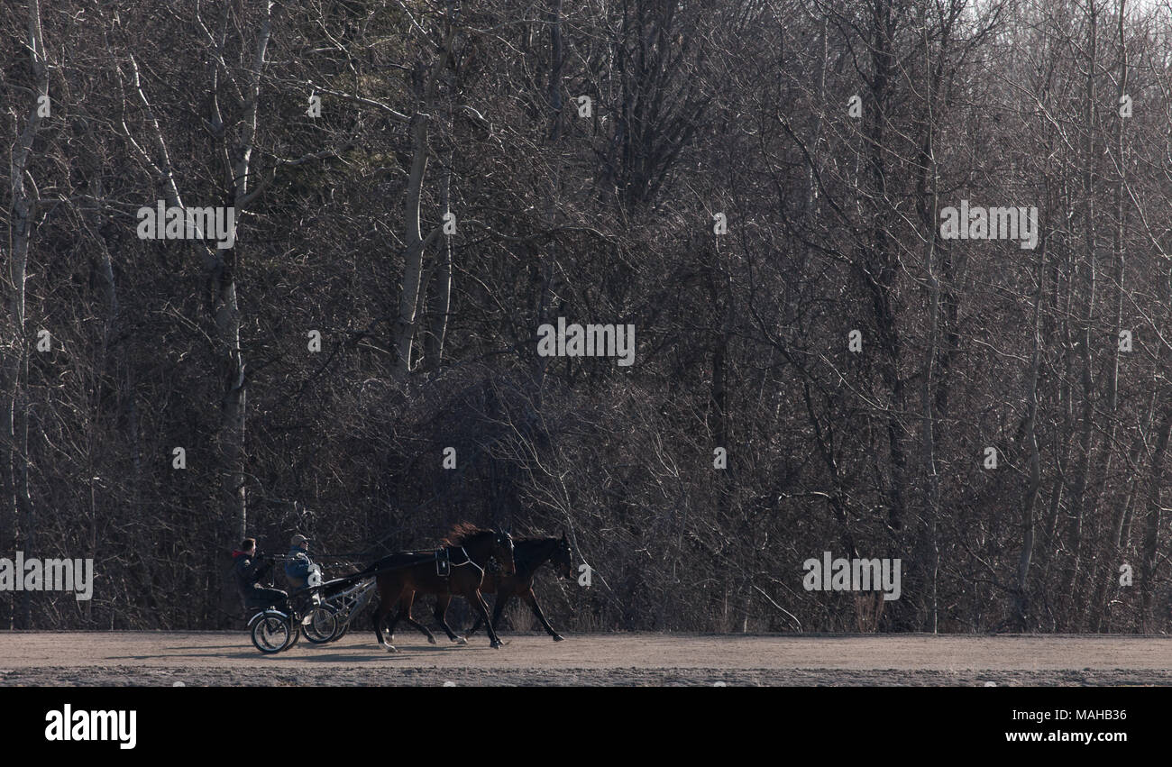Standard bred horses training at a facility in southwestern Ontario, Canada. Stock Photo