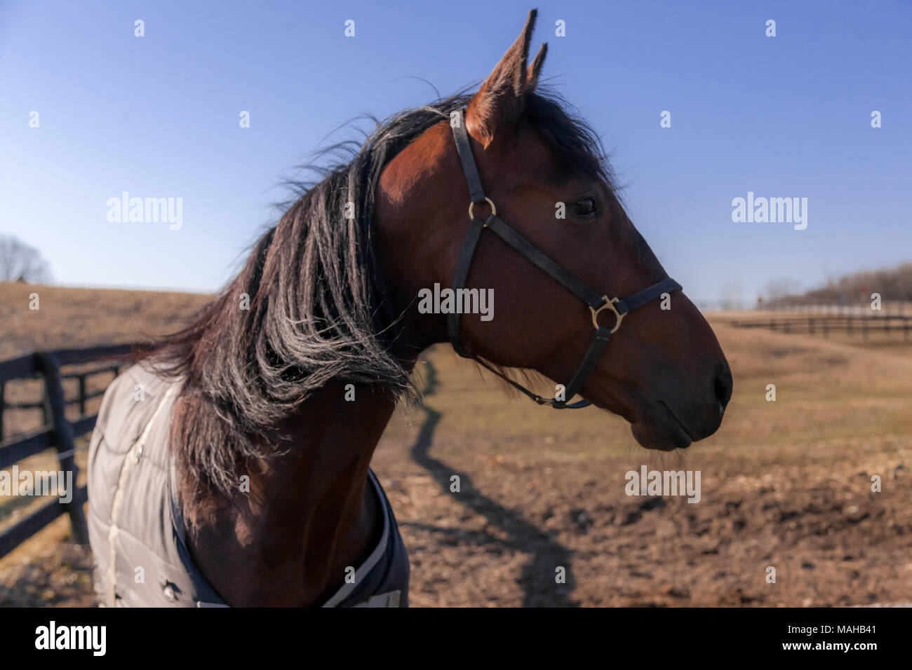 Horses in a paddock on ranch in southwestern Ontario, Canada Stock