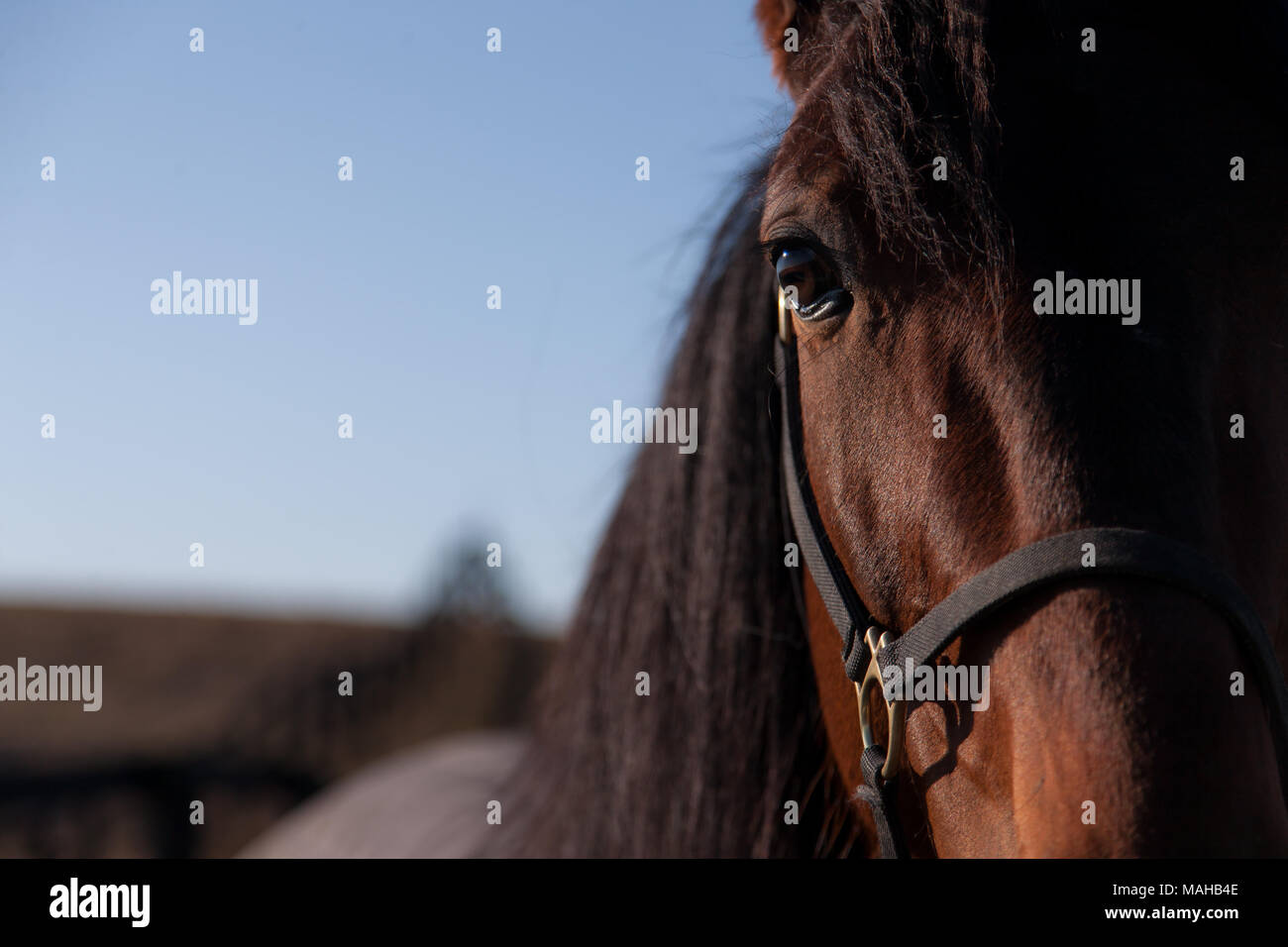 Horses in a paddock on ranch in southwestern Ontario, Canada. Stock Photo