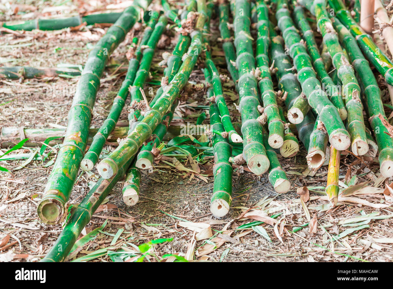 Bamboo forests in the tropics being destroyed by humans Stock Photo - Alamy