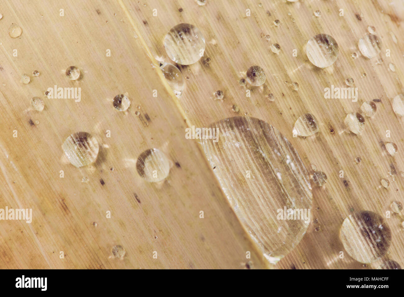 Water droplets on the bamboo leaves after the rain Stock Photo