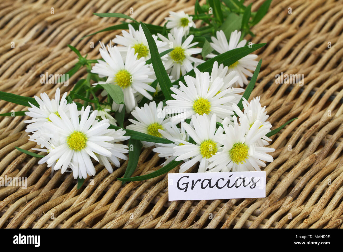 Gracias (thank you in Spanish) card with chamomile flowers on wicker surface Stock Photo