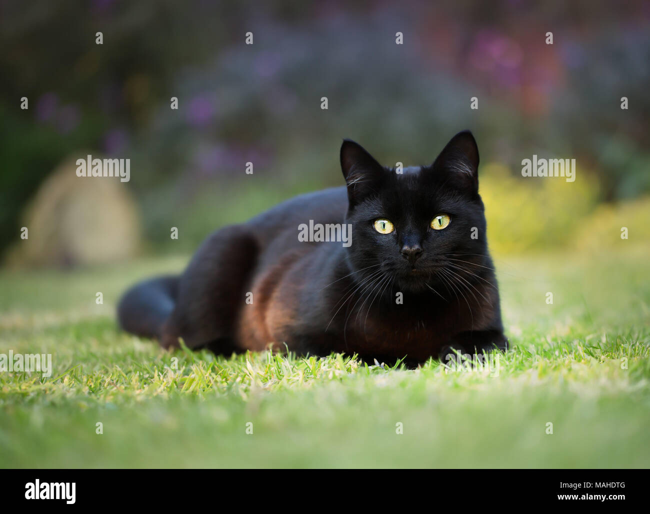 Black cat lying on grass hi-res stock photography and images - Alamy