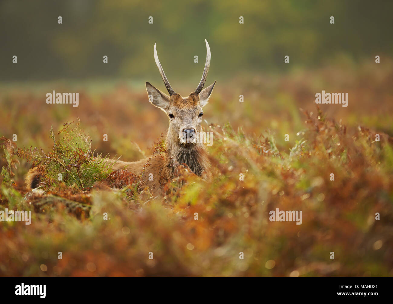 Close up of a young red deer stag in the field of fern in autumn, UK. Urban wildlife, London. Stock Photo