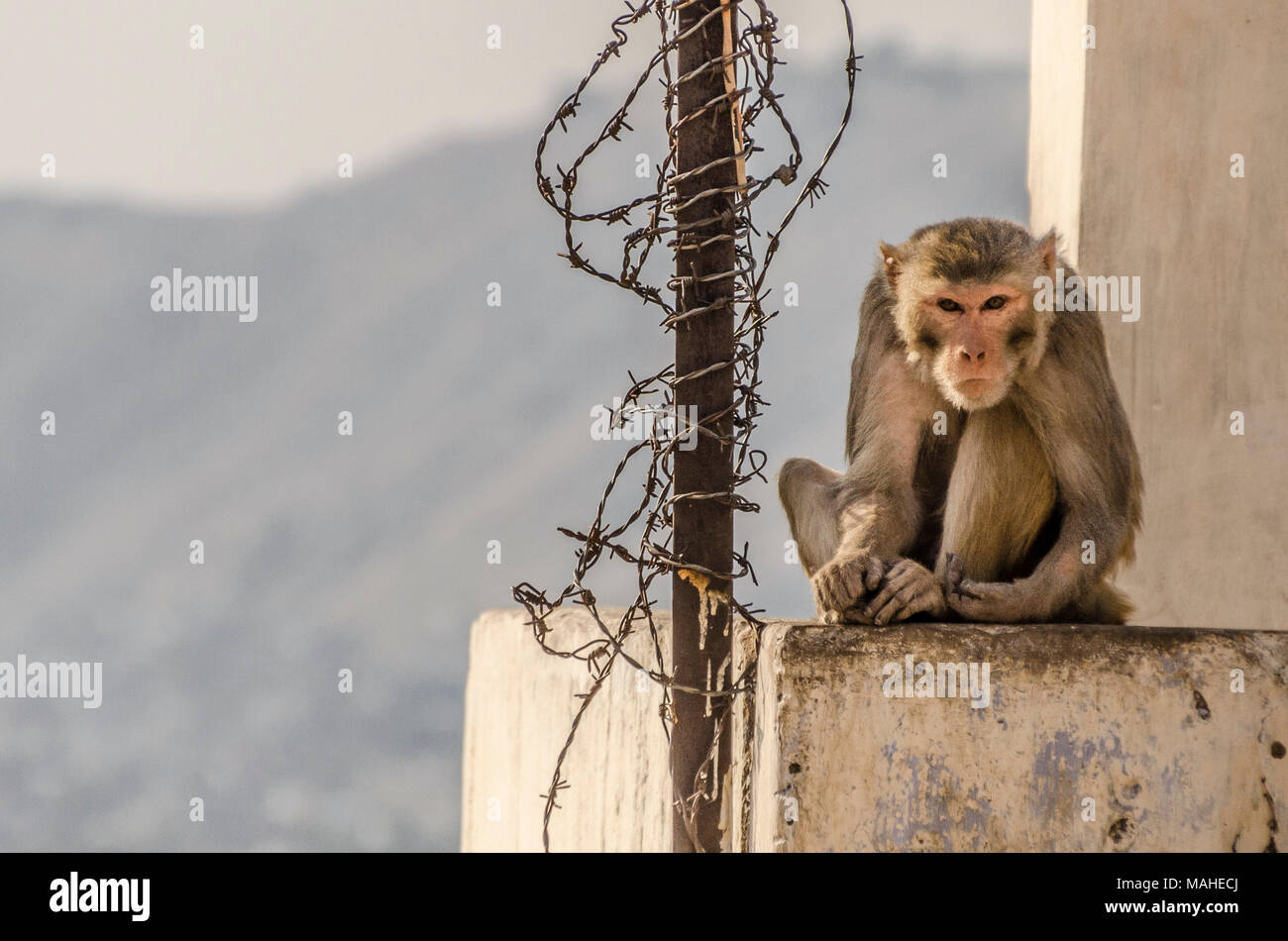 Scary Monkey looking directly into camera in Jaipur. Galtaji monkey temple with barbed wire next to dangerous / evil looking monkey Stock Photo