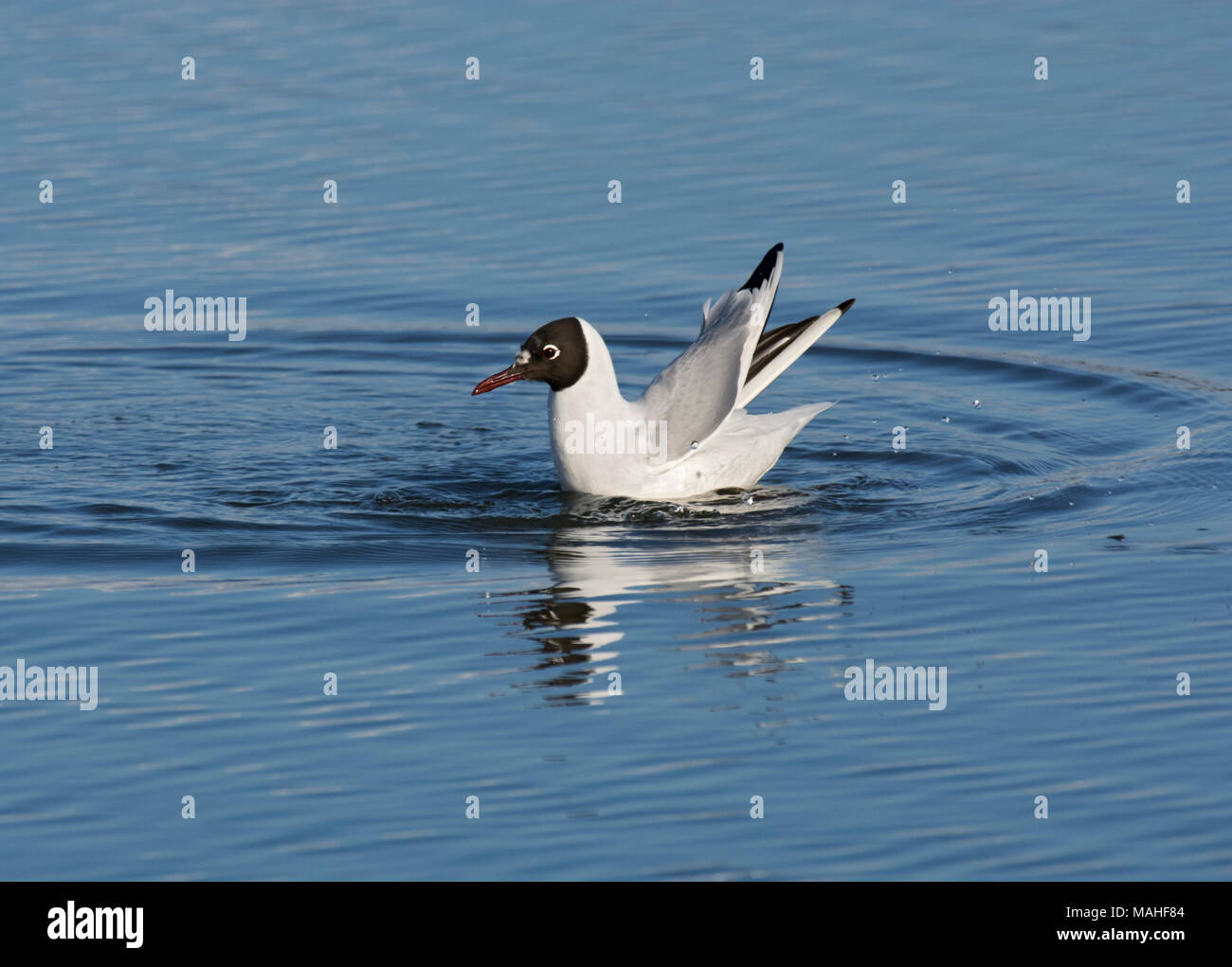 Black-headed gull, Larus ridibundus, washing in shallow water, Morecambe Bay, Lancashire, UK Stock Photo