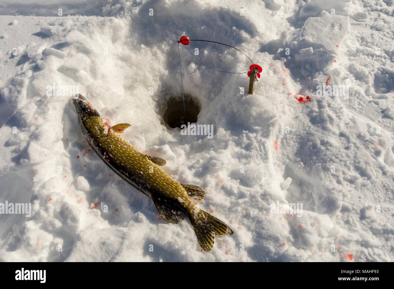 Dead pike on ice from above close to a hole in the ice prepared