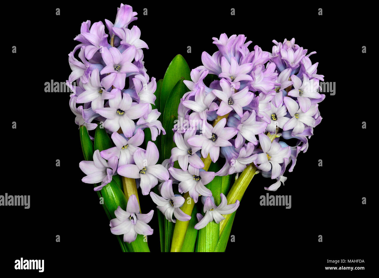 Bouquet from three flowering gentle lilac hyacinth flowers with green leaves close up  on black background isolated - beautiful detail of spring natur Stock Photo