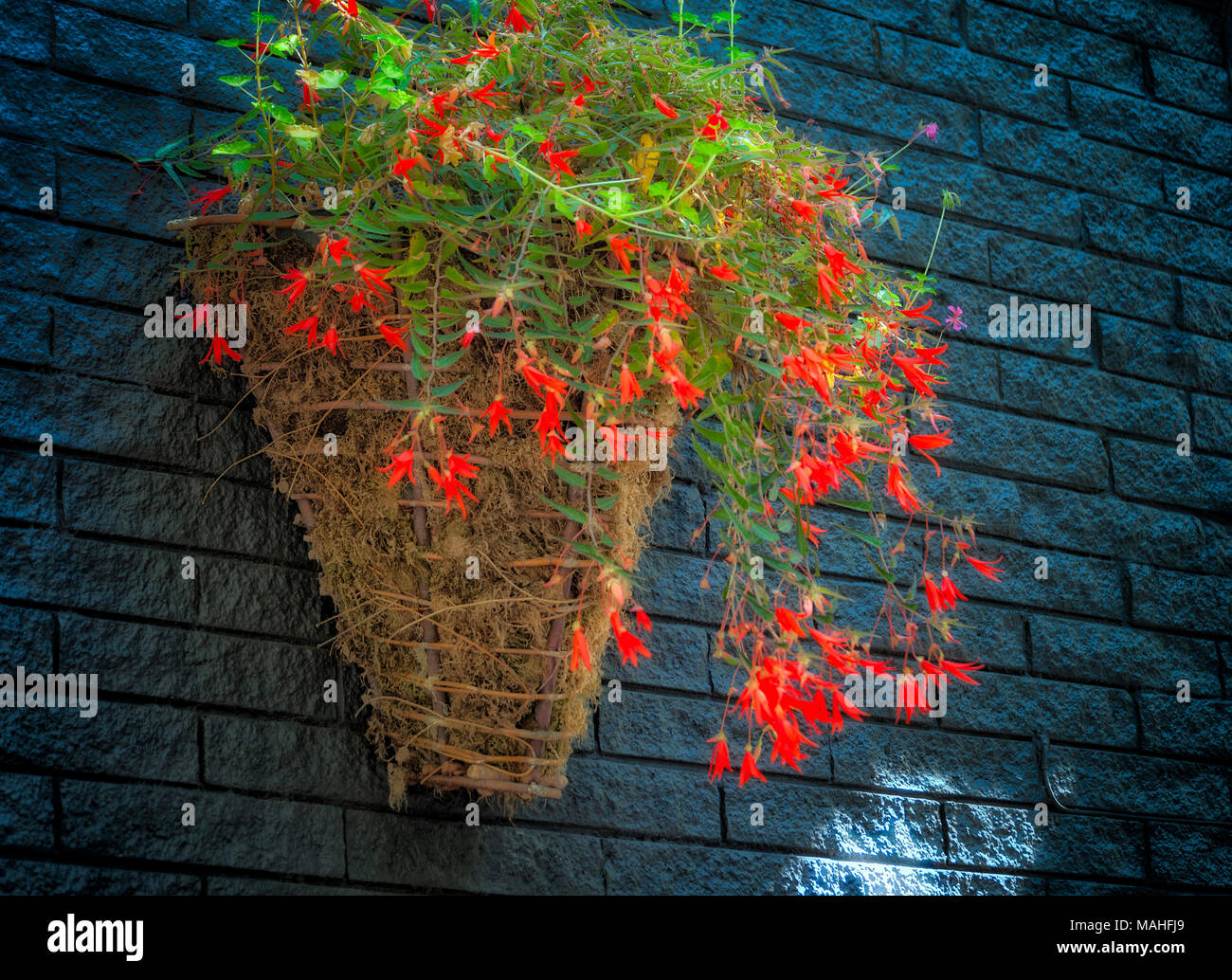 Delicate orange blossoms and green leaves hang gently over a wall basket accenting a dark gray brick wall. Stock Photo