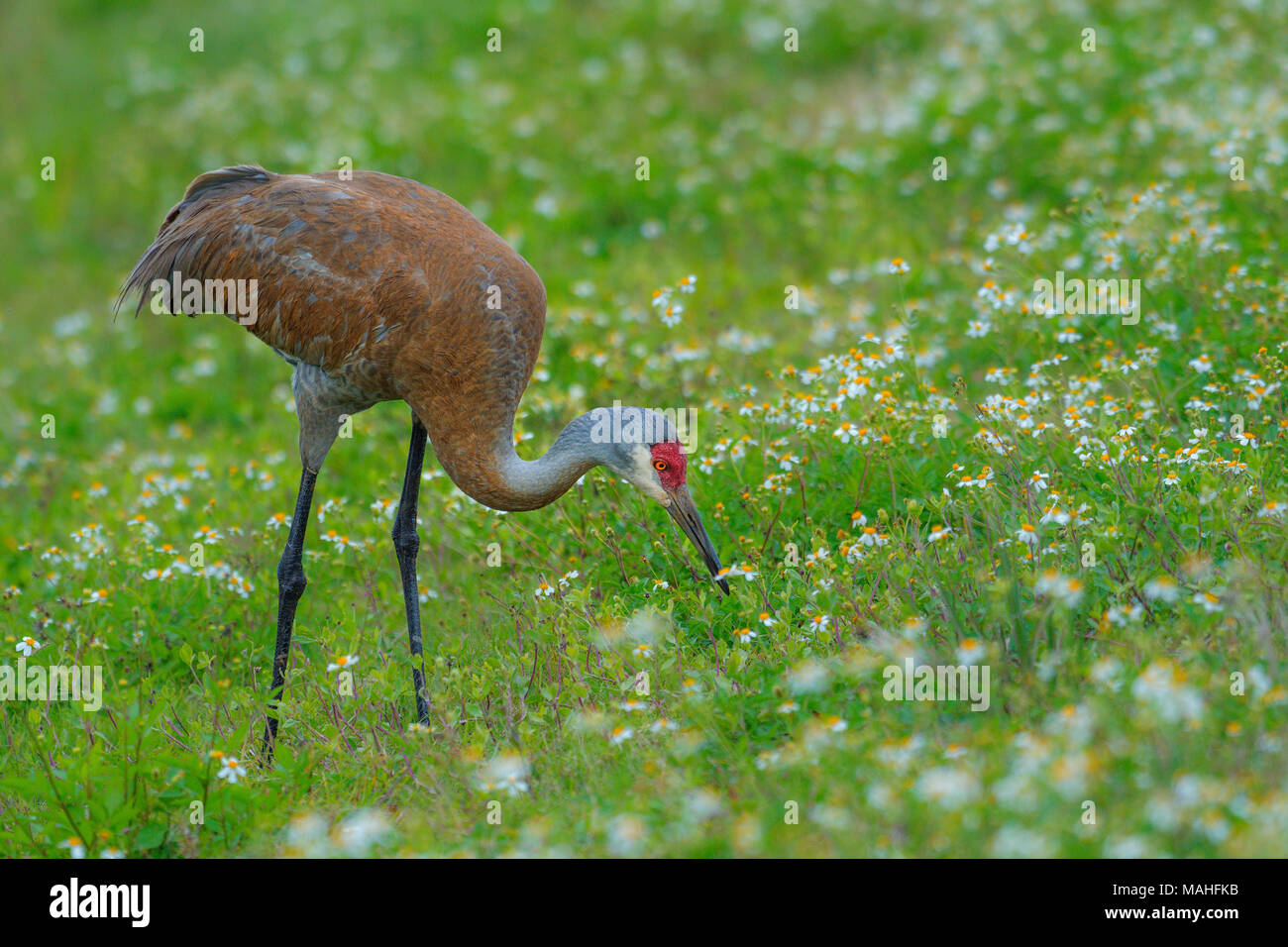 Sandhill Crane (Grus canadensis) hunting for food in meadow, E USA, by Bill Lea/Dembinsky Photo Assoc Stock Photo