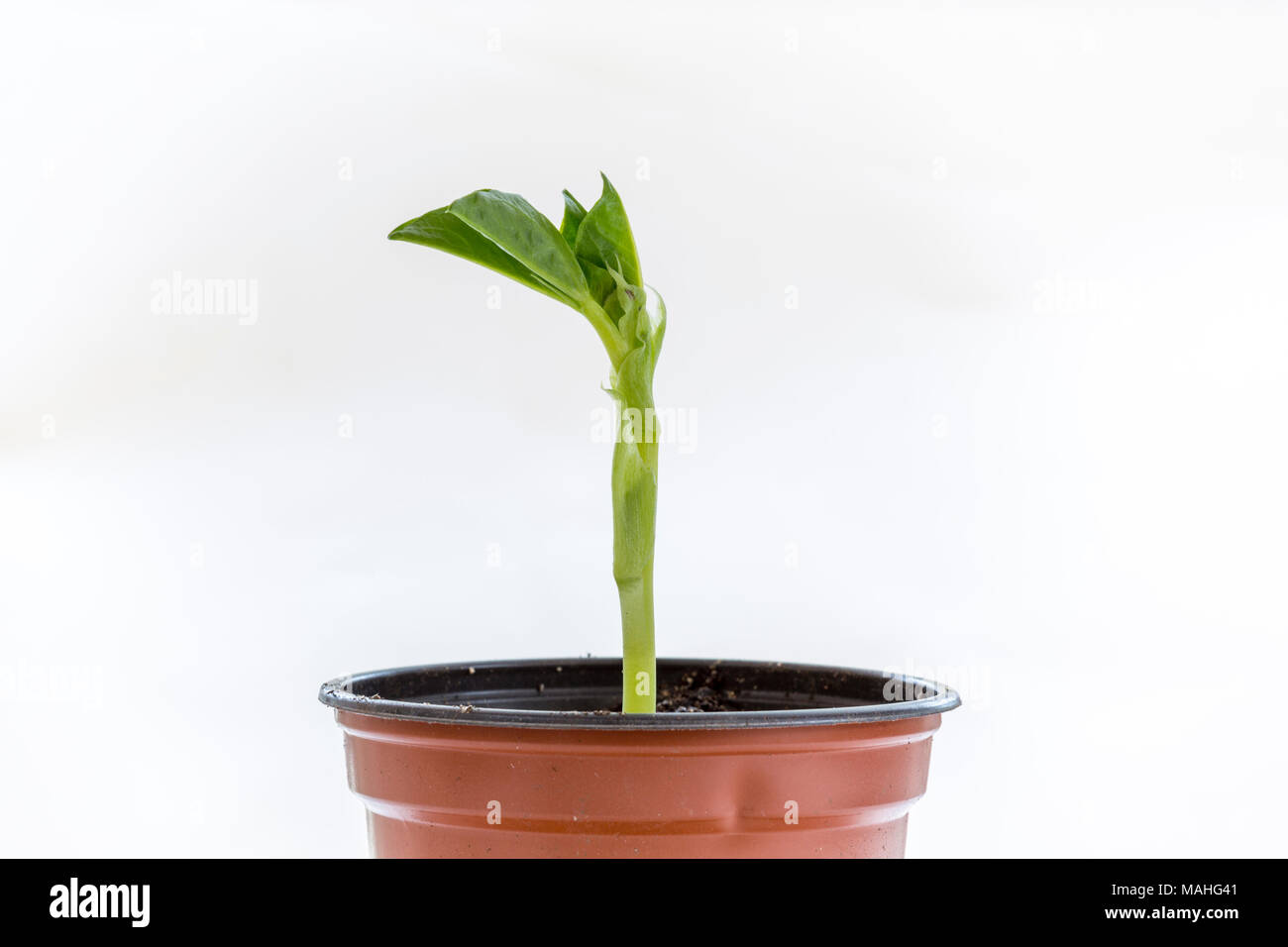 Broad bean seedling growing in a pot Stock Photo Alamy