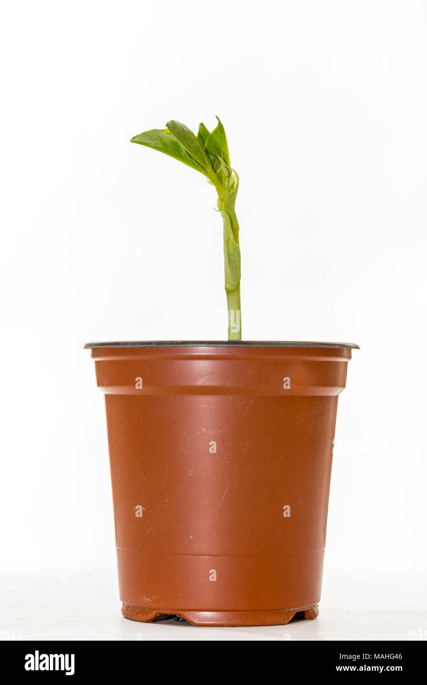 Broad bean seedling growing in a pot Stock Photo Alamy