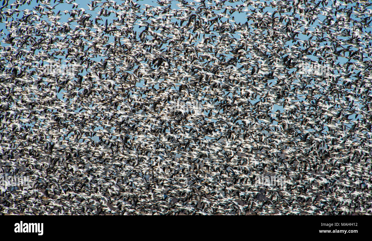 Flocks of Lesser Snow Geese (Anser caerulescens), Squaw Creek NWR, Missouri, USA, by Bruce Montagne/Dembinsky Photo Assoc Stock Photo