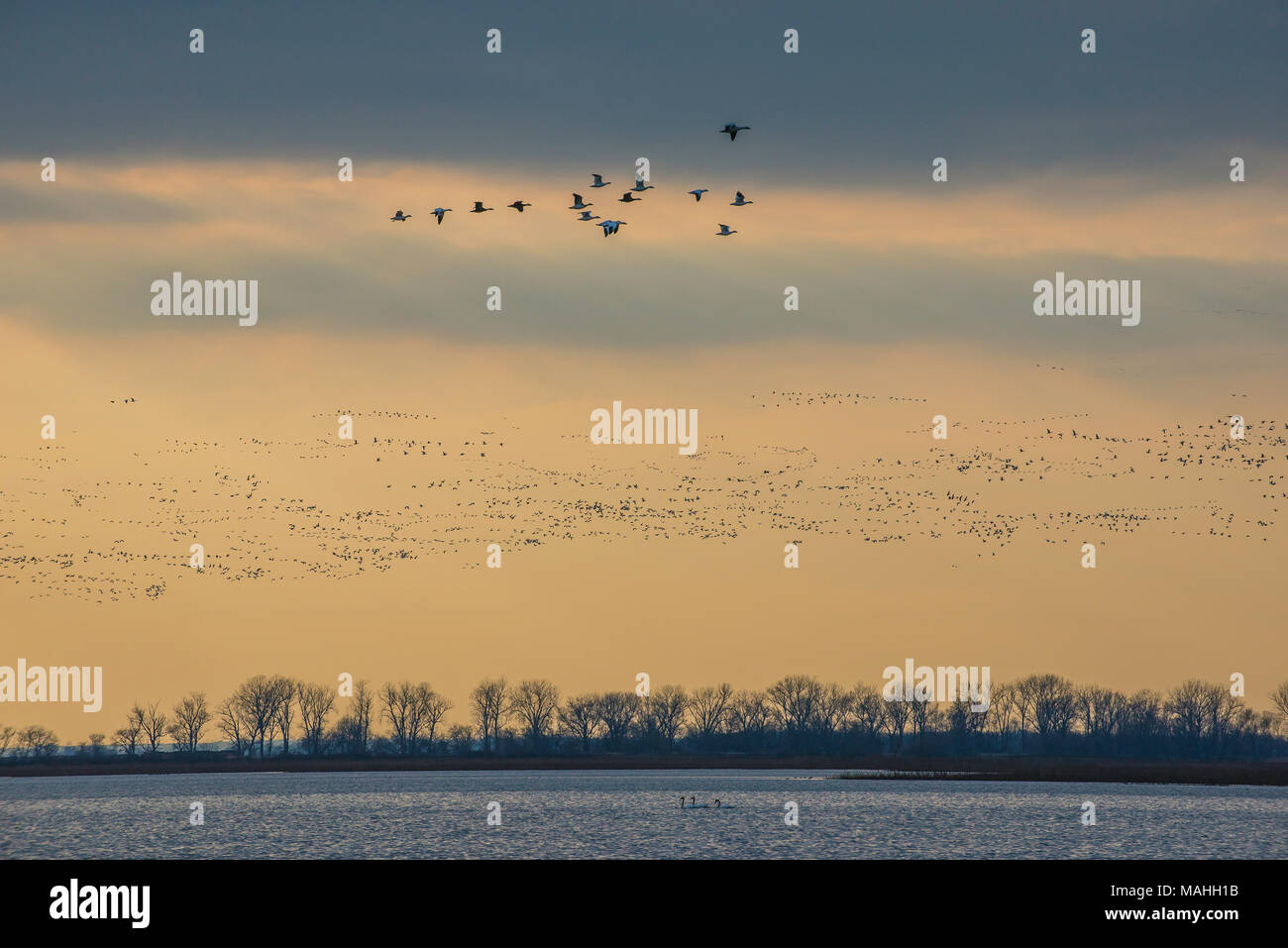 Flocks of Lesser Snow Geese (Anser caerulescens), Squaw Creek NWR, Missouri, USA, by Bruce Montagne/Dembinsky Photo Assoc Stock Photo
