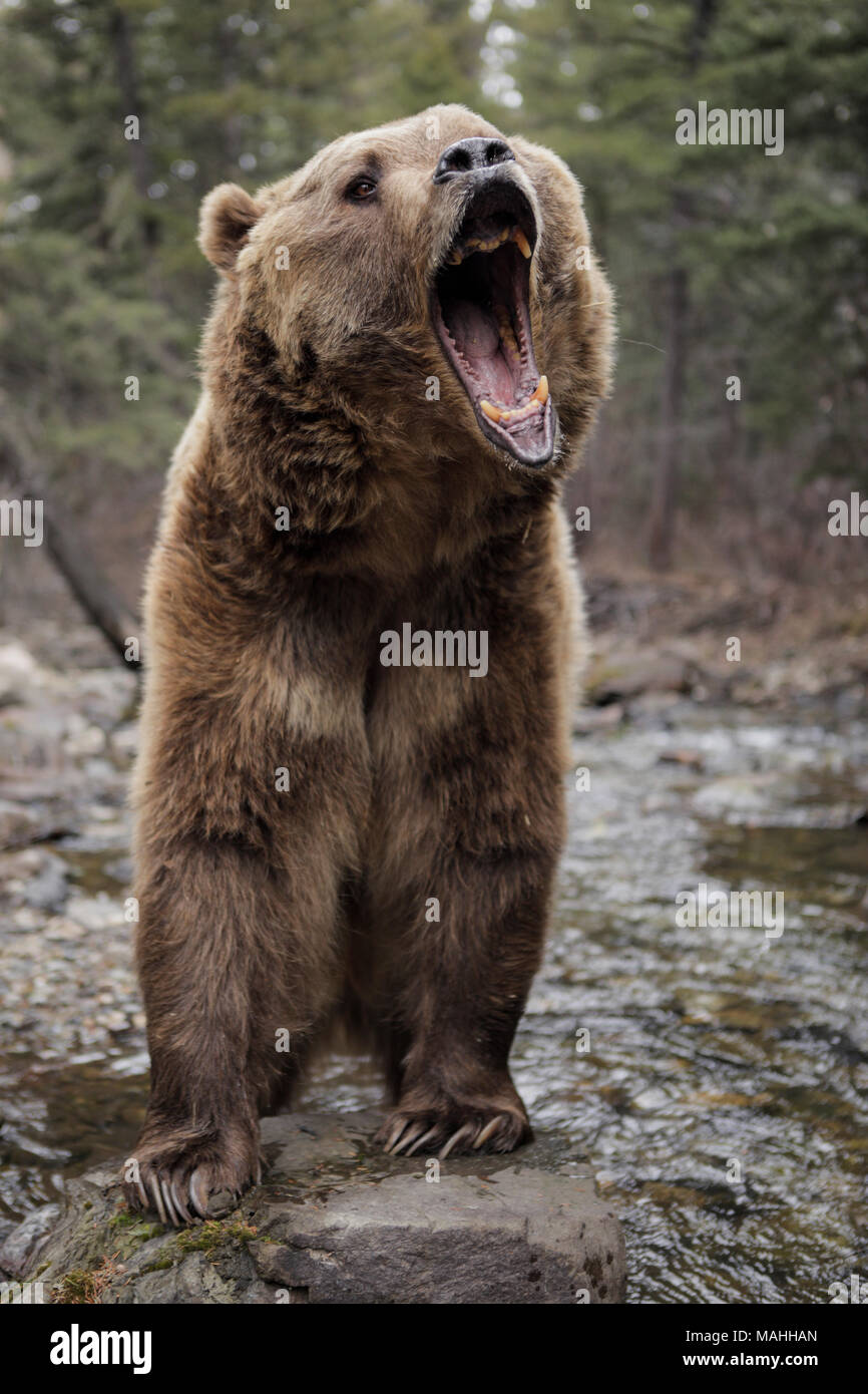 Grizzly bear standing aggressive hi-res stock photography and images - Alamy