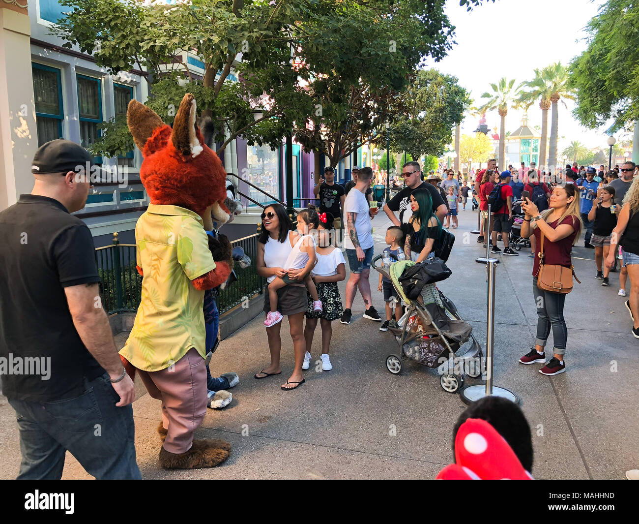 ANAHEIM, CA - OCTOBER 16, 2017: Zootopia's fox character, Nick Wilde, signs autographs and meets with people at California Adventure in Disneyland Cal Stock Photo