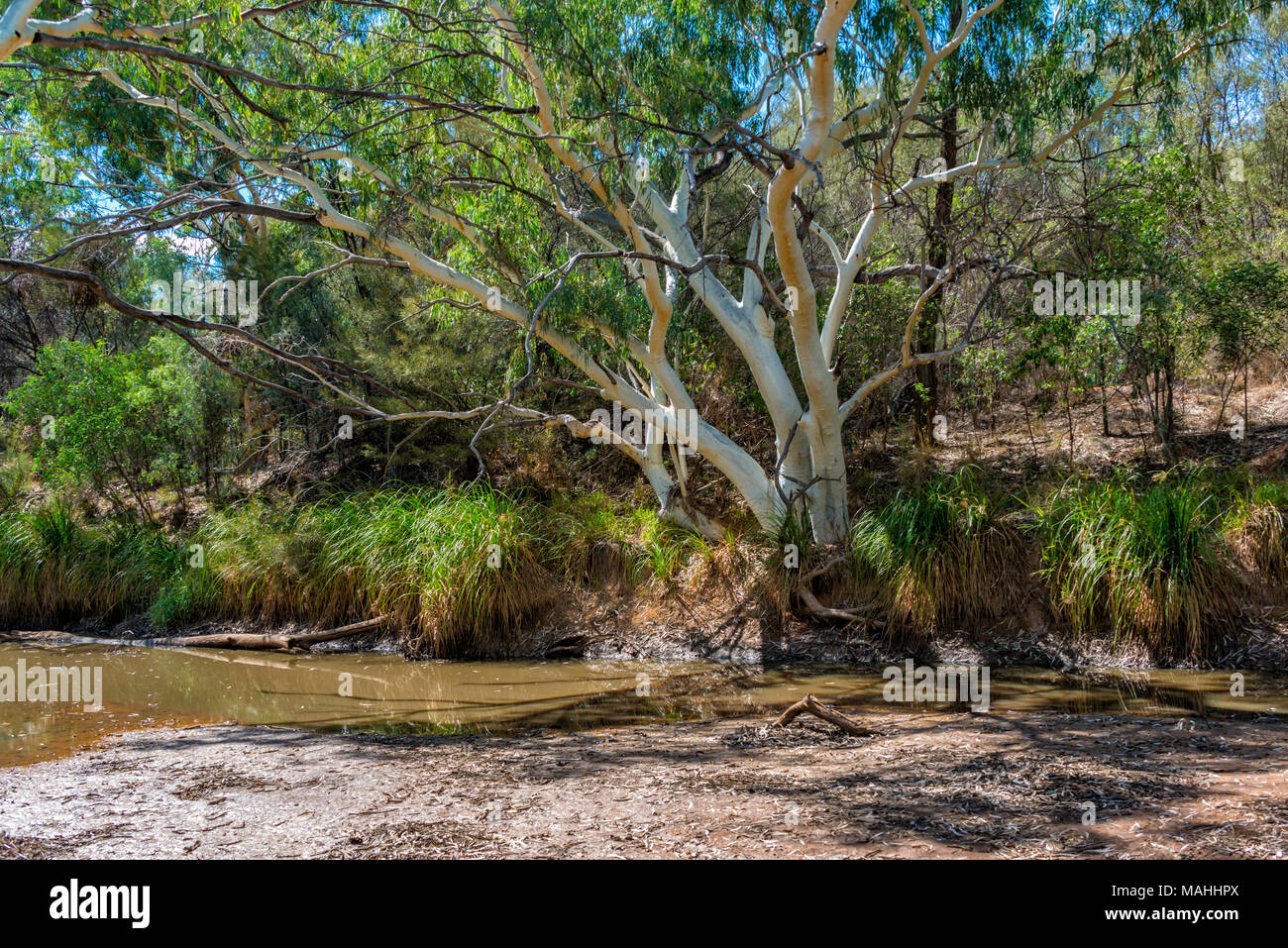 Cooper Creek, near Windorah, OUtback Queensalnd, Australia Stock Photo