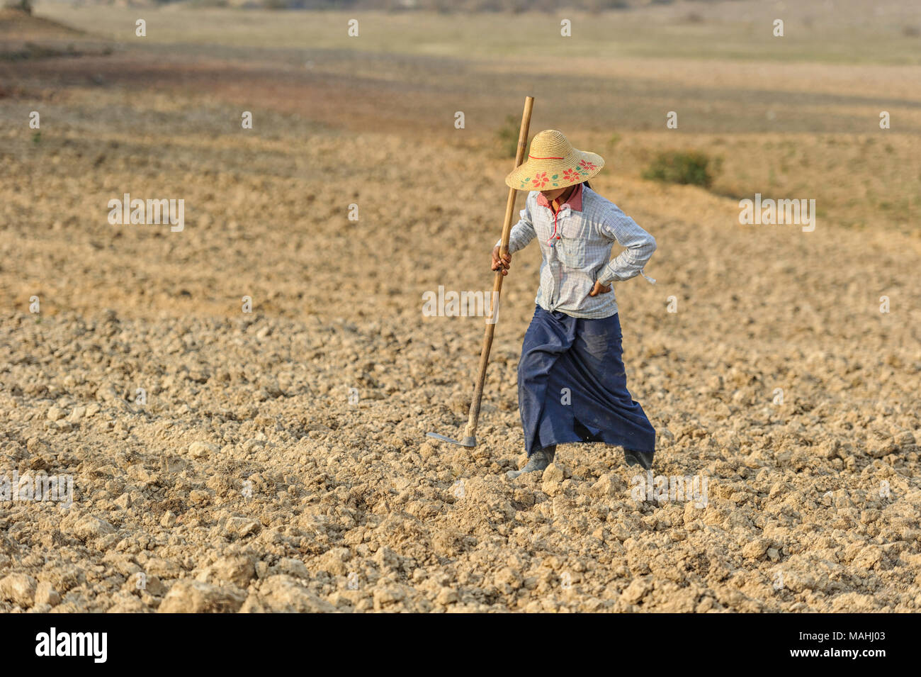 Woman harvesting in a taro root (colocasia esculenta) field, Shan State, Myanmar Stock Photo
